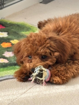 桃白白 - さくらの女の子ブログ画像