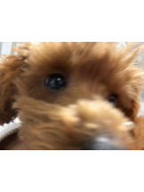 桃白白 - さくらの女の子ブログ画像