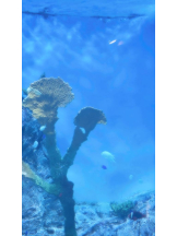 桃白白 - ななの女の子ブログ画像