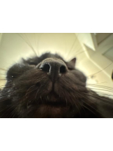 桃白白 - きらりの女の子ブログ画像