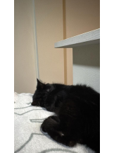 桃白白 - きらりの女の子ブログ画像