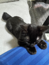 桃白白 - きらりの女の子ブログ画像