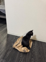 桃白白 - きらりの女の子ブログ画像