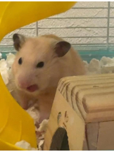 桃白白 - きらりの女の子ブログ画像