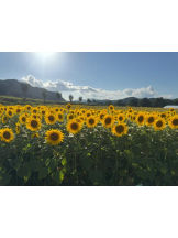 桃白白 - きらりの女の子ブログ画像