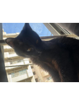 桃白白 - きらりの女の子ブログ画像