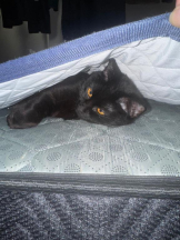 桃白白 - きらりの女の子ブログ画像