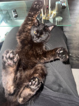 桃白白 - きらりの女の子ブログ画像