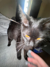 桃白白 - きらりの女の子ブログ画像