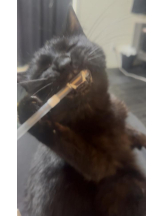 桃白白 - きらりの女の子ブログ画像