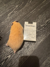 桃白白 - きらりの女の子ブログ画像