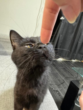 桃白白 - きらりの女の子ブログ画像