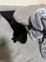 桃白白 - きらりの女の子ブログ画像