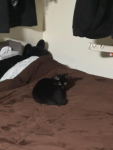 桃白白 - きらりの女の子ブログ画像