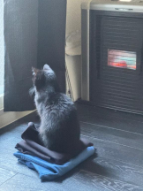 桃白白 - きらりの女の子ブログ画像