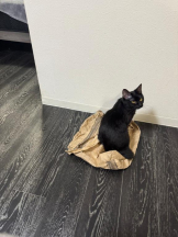 桃白白 - きらりの女の子ブログ画像