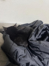 桃白白 - きらりの女の子ブログ画像