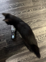 桃白白 - きらりの女の子ブログ画像