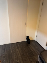 桃白白 - きらりの女の子ブログ画像