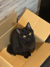 桃白白 - きらりの女の子ブログ画像