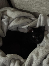 桃白白 - きらりの女の子ブログ画像