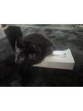 桃白白 - きらりの女の子ブログ画像