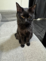 桃白白 - きらりの女の子ブログ画像