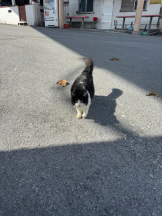 桃白白 - きらりの女の子ブログ画像