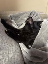 桃白白 - きらりの女の子ブログ画像