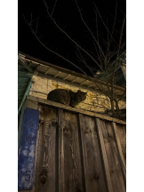 桃白白 - きらりの女の子ブログ画像