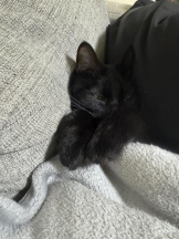 桃白白 - きらりの女の子ブログ画像