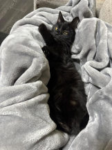 桃白白 - きらりの女の子ブログ画像