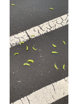 リアーナ - 黒服としの女の子ブログ画像