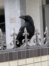 リアーナ - 黒服としの女の子ブログ画像