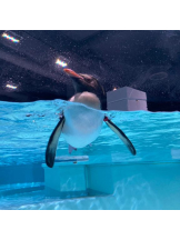 EN女医 - Dr.かれんの女の子ブログ画像