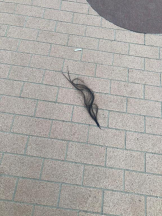 EN女医 - Dr.かれんの女の子ブログ画像