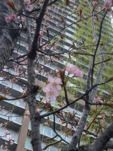 ガーリールーム - りこの女の子ブログ画像