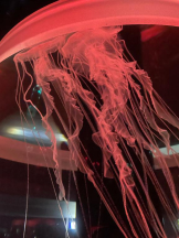 はだえぷ - ゆずの女の子ブログ画像