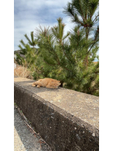 DREAM BEACH - しぐれの女の子ブログ画像