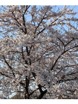 DREAM BEACH - しぐれの女の子ブログ画像