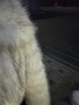 ミルクアイドル - のあの女の子ブログ画像