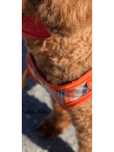 ミルクアイドル - ゆいの女の子ブログ画像