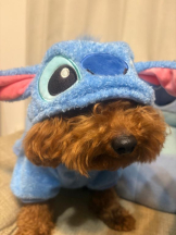 ミルクアイドル - ゆいの女の子ブログ画像