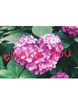 春夏冬 - さくらの女の子ブログ画像