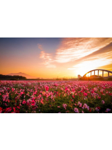 春夏冬 - さくらの女の子ブログ画像