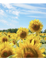 春夏冬 - さくらの女の子ブログ画像