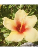 春夏冬 - さくらの女の子ブログ画像