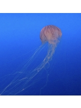 春夏冬 - さくらの女の子ブログ画像