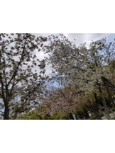 春夏冬 - さくらの女の子ブログ画像