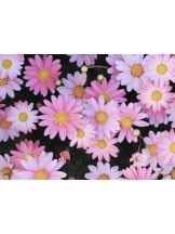 春夏冬 - さくらの女の子ブログ画像